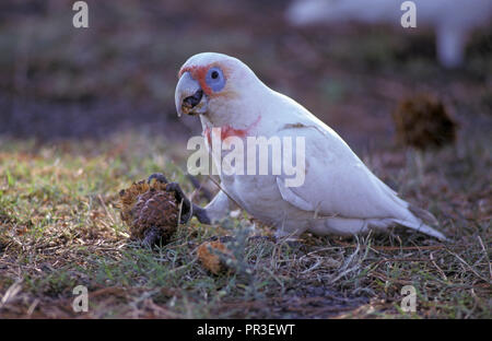 Lange-BILLED CORELLA (CACATUA TENUIROSTRIS) auch bekannt als SLENDER-BILLED CORELLA GESEHEN HIER FÜTTERUNG AUF EIN PINE CONE, New South Wales, Australien. Stockfoto