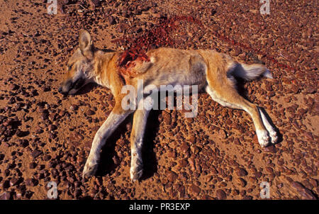 Junge DINGO (Canis familiaris) getötet VON EINEM wedge-tailed eagle, Northern Territory, Australien. Stockfoto