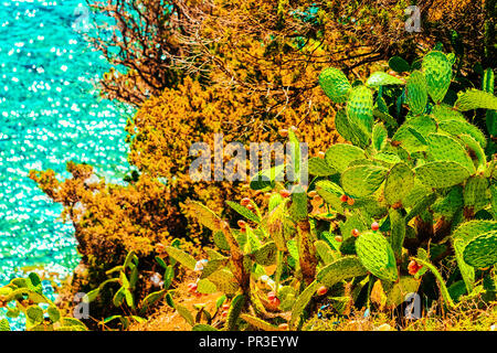 Kakteen in Villasimius und die Bucht auf das blaue Wasser des Mittelmeers auf der Insel Sardinien in Italien im Sommer. Cagliari Region. Stockfoto