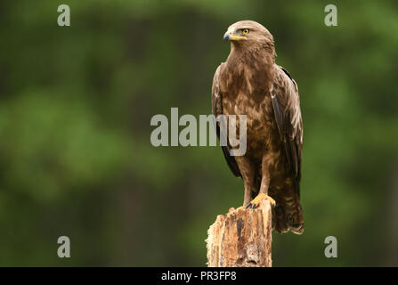 Schreiadler (Clanga Pomarina) Stockfoto