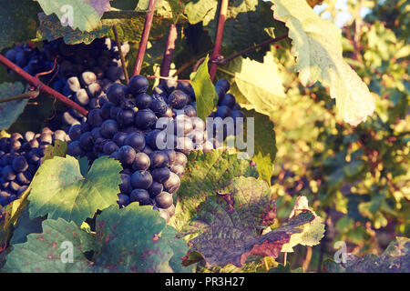 Nahaufnahme von Rebe Rebe in einem Weinberg zwischen Blätter im Herbst vor der Ernte Stockfoto