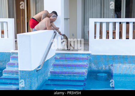 Grand Riviera Princess Hotel in Mexiko Riviera Maya am 24. Juli 2018. Junger Mann und seinem Vater Fütterung eine coatimunday oder Nasenbär, auf dem Balkon eines l Stockfoto