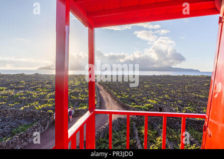 Weinberge in Lava Wände an Criacao Velha während des Sonnenuntergangs. Pico, Azoren, Portugal Stockfoto