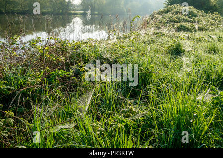 Am frühen Morgen Tau auf Web-sites der Spinne (spinnweben) und langes Gras am Ufer des Flusses Trent, Nottinghamshire, England, Großbritannien Stockfoto