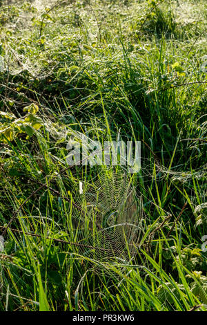 Das Spinnennetz oder Spinnennetz im langen Gras mit Wassertropfen am frühen Morgen Tau, Nottinghamshire, England, Großbritannien Stockfoto