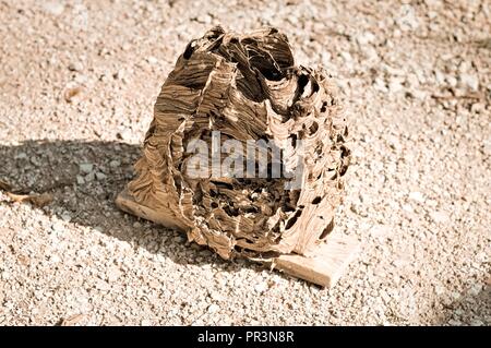 Hornissen Bienenstock - Nest von Wespen (Marche, Italien, Europa) Stockfoto