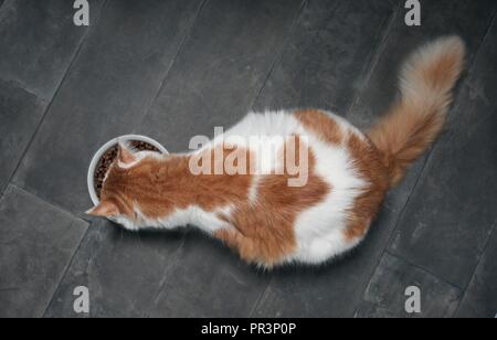 Tabby Katze von oben gesehen beim Essen von einem weißen Futternapf auf einem dunklen Steinboden. Stockfoto