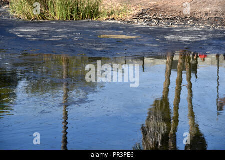 Tar sammeln in der Grube auf der La Brea Tar Pits. Nur für den redaktionellen Gebrauch bestimmt. Stockfoto