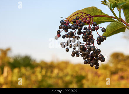 Nahaufnahme der Früchte und Holunder hinterlässt einen Baum im Herbst Tag Stockfoto