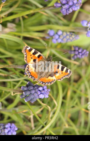 Kleiner Fuchs (Nymphalis urticae) Schmetterling auf Traubenhyazinthen (Muscari Armeniacum). Stockfoto