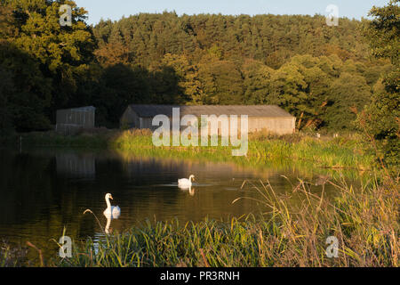 Ruhige ländliche Szene mit ein Paar stumme Schwäne auf dem See und die malerische Landschaft in der Nähe von Waverley Abtei, Surrey, UK, in warmen frühen Abend licht Stockfoto