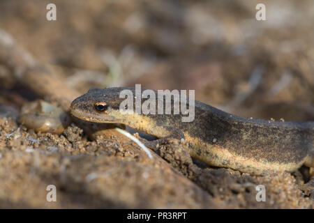 Nahaufnahme der terrestrischen Phase palmate Newt (Lissotriton helveticus) im September, Großbritannien Stockfoto