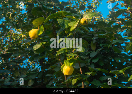 Reife Quitten Früchten an den Ästen im Garten Stockfoto