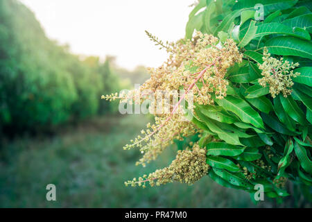 Nahaufnahme einer blühenden Landwirtschaft mangohain. Stockfoto