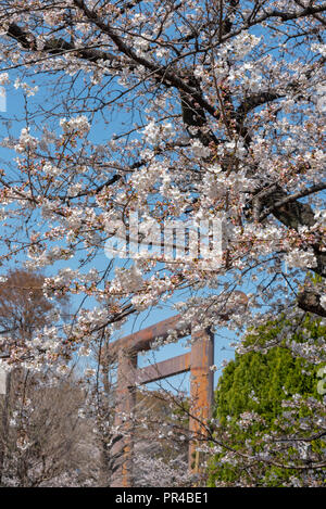 Kirschblüte im Yasukuni-schrein. Eine berühmte touristische Ort in Tokio, Japan. Stockfoto