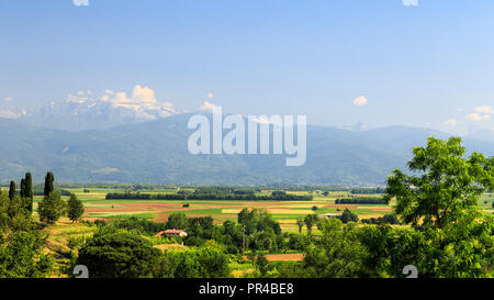 Die Weinberge von Buttrio in einem Sommertag. Collio Friulano, Provinz Udine, Friaul-Julisch-Venetien, Italien Stockfoto