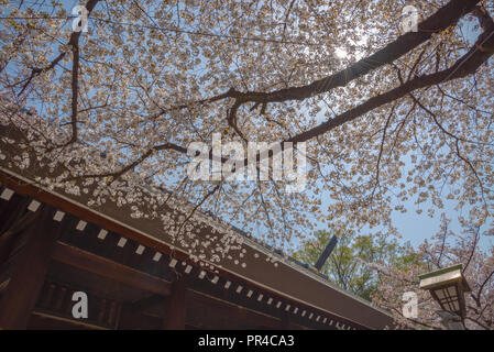 Kirschblüte im Yasukuni-schrein. Eine berühmte touristische Ort in Tokio, Japan. Stockfoto