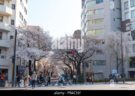 Kirschblüte im Yasukuni-schrein. Eine berühmte touristische Ort in Tokio, Japan. Stockfoto