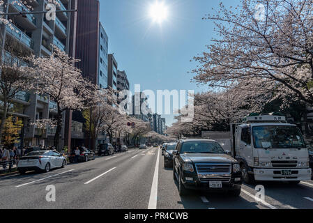 Kirschblüte im Yasukuni-schrein. Eine berühmte touristische Ort in Tokio, Japan. Stockfoto