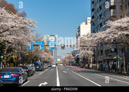 Kirschblüte im Yasukuni-schrein. Eine berühmte touristische Ort in Tokio, Japan. Stockfoto