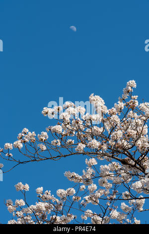 Cherry Blossom bei Sotobori Park. Tokio, Japan. Stockfoto