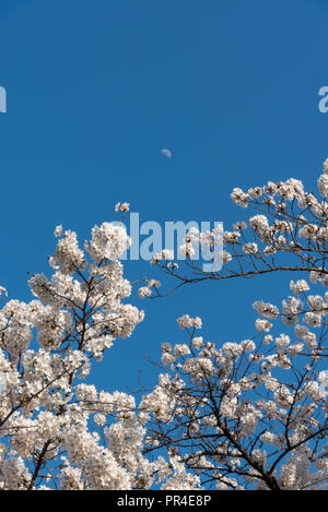 Cherry Blossom bei Sotobori Park. Tokio, Japan. Stockfoto