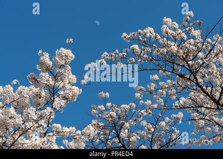 Cherry Blossom bei Sotobori Park. Tokio, Japan. Stockfoto