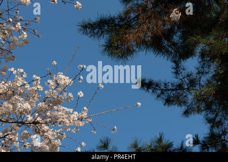 Cherry Blossom bei Sotobori Park. Tokio, Japan. Stockfoto