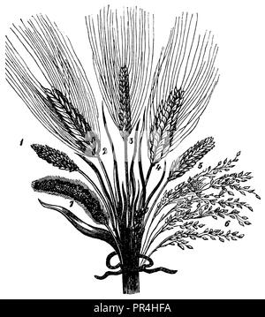 Getreide aus dem Haufen Wohnung Zeit. 1) Kleine stelze Weizen (Triticum vulgare Antiquorum). 2) Dichte 6-Zeile Gerste (Hordeum hexastichum densum). 3) Kleine 6-reihig Gerste (Hordeum hexastichum Sanctum). 4) Die ägyptischen Weizen (Triticum turgidum). 5) Emmer (Triticum dicoccum Schr.). 6) Europäische Hirse (Panicum miliaceum L.). 7) Blackthorn, Fennich (Setaria italica), 1874 Stockfoto