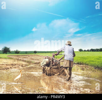 Reisanbau, pflügen Reisfeld mit Traktor so genannte Bügeleisen Büffel in Indien Stockfoto