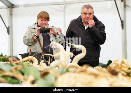 Malvern Herbst zeigen, Malvern, Worcestershire, September 2018 - Besucher bewundern die riesigen und verzerrte Rettiche auf Anzeigen-Foto Steven Mai/Alamy leben Nachrichten Stockfoto