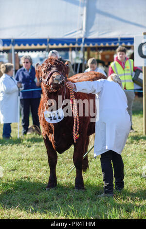 Wenig Carlton, Nottinghamshire, UK: 29. September 2018: Southwell pflügen Match ist der grösste landwirtschaftliche eines Tages zeigen in Nottinghamshire, im Jahre 1855 gegründet und wird von einem Ausschuss, bestehend aus lokalen Geschäftsleuten und ländliche Enthusiasten. Die jährliche Messe ist an einem anderen Schauplatz jedes Jahr statt mit 2018 kleinen Carlton gehalten wird. Credit: Ian Francis/Alamy leben Nachrichten Stockfoto