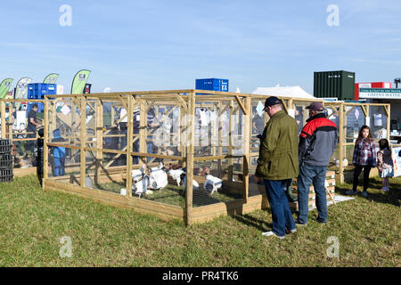 Wenig Carlton, Nottinghamshire, UK: 29. September 2018: Southwell pflügen Match ist der grösste landwirtschaftliche eines Tages zeigen in Nottinghamshire, im Jahre 1855 gegründet und wird von einem Ausschuss, bestehend aus lokalen Geschäftsleuten und ländliche Enthusiasten. Die jährliche Messe ist an einem anderen Schauplatz jedes Jahr statt mit 2018 kleinen Carlton gehalten wird. Credit: Ian Francis/Alamy leben Nachrichten Stockfoto