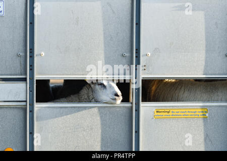 Wenig Carlton, Nottinghamshire, UK: 29. September 2018: Southwell pflügen Match ist der grösste landwirtschaftliche eines Tages zeigen in Nottinghamshire, im Jahre 1855 gegründet und wird von einem Ausschuss, bestehend aus lokalen Geschäftsleuten und ländliche Enthusiasten. Die jährliche Messe ist an einem anderen Schauplatz jedes Jahr statt mit 2018 kleinen Carlton gehalten wird. Credit: Ian Francis/Alamy leben Nachrichten Stockfoto