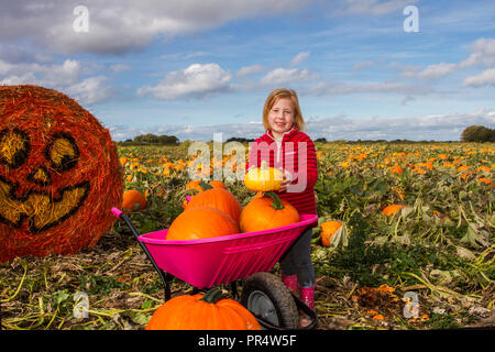 Liverpool, Merseyside, Großbritannien. September 2019. Die 6jährige Lydia Gilbertson (MR) auf der Hightown Pumpkin Patch Farm pflückt Kürbisse für gruselige Halloween-Dekorationen, da die diesjährige Ernte für Ernte und Verkauf vorbereitet ist. Die Kulturen sind handbepflanzt, handbewässert und handgeschnitten und haben trotz eines schwierigen trockenen Sommers für die Züchter überlebt. Stockfoto