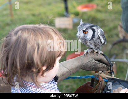 Brentwood Essex am 29. September 2018 Essex Land zeigen in Weald Park Brentwood Essex in herrlichen Herbst Sonnenschein. Eine junge Besucher genießt eine weiße konfrontiert Scops Owl Credit Ian Davidson/Alamy leben Nachrichten Stockfoto