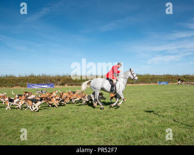 Große Gransden, UK. 29.09.2018, tolle Gransden, Cambridgeshire UK. Der Jäger und Jagdhunde vom Cambridgeshire mit Enfield Chase Foxhounds auf Anzeige an die 116 jährlichen Gransden und Bezirk Landwirtschaftliche Gesellschaft zeigen. Die Veranstaltung präsentiert lokale Landwirtschaft und Landschaft Kunsthandwerk, Lebensmittel, Vieh. Kredit Julian Eales/Alamy leben Nachrichten Stockfoto