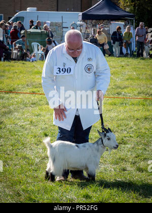 Große Gransden, UK. 29.09.2018, tolle Gransden, Cambridgeshire UK. Ein Mann zeigt ein pigmy Goat in der an die 116 jährlichen Gransden und Bezirk Landwirtschaftliche Gesellschaft zeigen. Die Veranstaltung präsentiert lokale Landwirtschaft und Landschaft Kunsthandwerk, Lebensmittel, Vieh. Kredit Julian Eales/Alamy leben Nachrichten Stockfoto