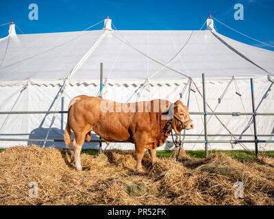 Große Gransden, UK. 29.09.2018, tolle Gransden, Cambridgeshire UK. Eine wunderschöne blonde Stier auf Anzeige an die 116 jährlichen Gransden und Bezirk Landwirtschaftliche Gesellschaft zeigen. Die Veranstaltung präsentiert lokale Landwirtschaft und Landschaft Kunsthandwerk, Lebensmittel, Vieh. Kredit Julian Eales/Alamy leben Nachrichten Stockfoto