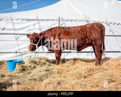 Große Gransden, UK. 29.09.2018, tolle Gransden, Cambridgeshire UK. Eine preisgekrönte Beef shorthorn Kuh an die 116 jährlichen Gransden und Bezirk Landwirtschaftliche Gesellschaft zeigen. Die Veranstaltung präsentiert lokale Landwirtschaft und Landschaft Kunsthandwerk, Lebensmittel, Vieh. Kredit Julian Eales/Alamy leben Nachrichten Stockfoto