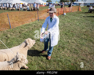 Große Gransden, UK. 29.09.2018, tolle Gransden, Cambridgeshire UK. Ein Junge fördert zwei Schafe in die show Ring an die 116 jährlichen Gransden und Bezirk Landwirtschaftliche Gesellschaft zeigen. Die Veranstaltung präsentiert lokale Landwirtschaft und Landschaft Kunsthandwerk, Lebensmittel, Vieh. Kredit Julian Eales/Alamy leben Nachrichten Stockfoto