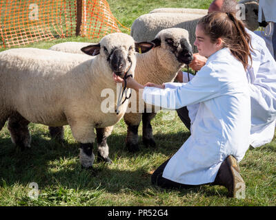 Große Gransden, UK. 29.09.2018, tolle Gransden, Cambridgeshire UK. Ein Mädchen wartet auf die Beurteilung mit Schafen im show Ring an die 116 jährlichen Gransden und Bezirk Landwirtschaftliche Gesellschaft zeigen zu starten. Die Veranstaltung präsentiert lokale Landwirtschaft und Landschaft Kunsthandwerk, Lebensmittel, Vieh. Kredit Julian Eales/Alamy leben Nachrichten Stockfoto