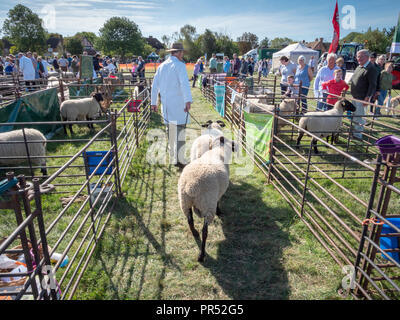 Große Gransden, UK. 29.09.2018, tolle Gransden, Cambridgeshire UK. Ein Mann führt zwei Schafe für die show Ring an die 116 jährlichen Gransden und Bezirk Landwirtschaftliche Gesellschaft zeigen. Die Veranstaltung präsentiert lokale Landwirtschaft und Landschaft Kunsthandwerk, Lebensmittel, Vieh. Kredit Julian Eales/Alamy leben Nachrichten Stockfoto