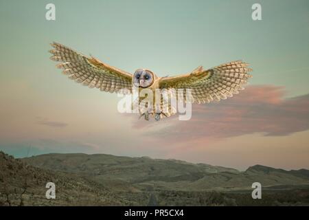 Millets Falconry Centre Stockfoto