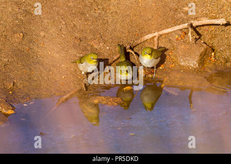 Silvereye am Rand des Wasserloch bereit für einen Drink Windy Harbour WA Stockfoto