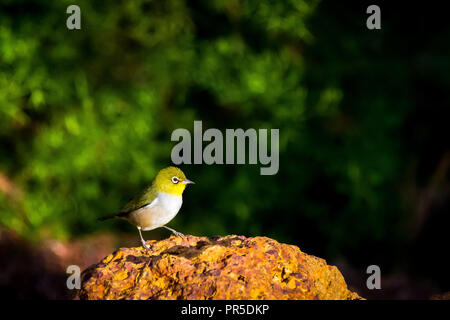 Silvereye im frühen Morgenlicht Hinterhof Western Australia Stockfoto