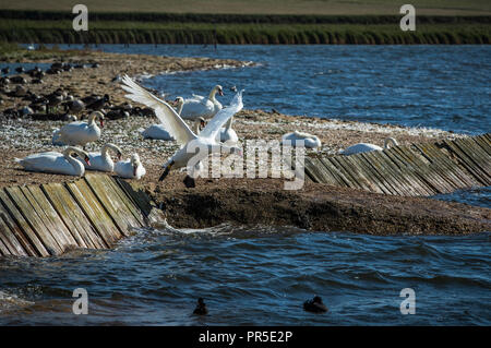 Swan Landung an Abbotsbury Swannery Stockfoto