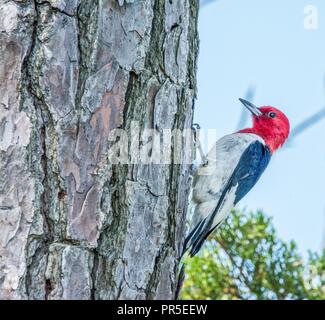 Der Buntspecht (Malanerpes erthrocephalus) bei Blackwater National Wildlife Refuge in Dorcheser County, MD, geleitet. Stockfoto