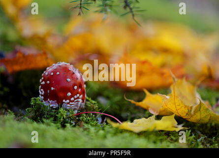 Kleine rote Fly agaric wachsen in Moss Stockfoto