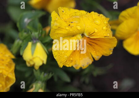 Nahaufnahme einer leuchtenden gelben Stiefmütterchenblüte, bedeckt mit Regentropfen, umgeben von üppigem Grün, die die Frische eines regnerischen Tages einfängt. Stockfoto